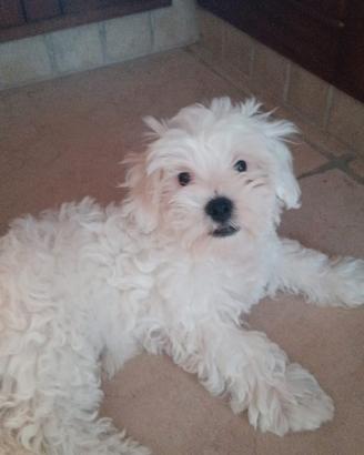 Maltese