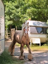 Irish cob gypsy vanner