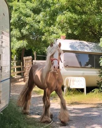 Irish cob gypsy vanner
