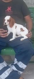 Cucciolo di cavalier