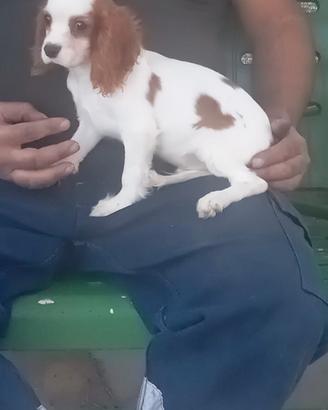 Cucciolo di cavalier