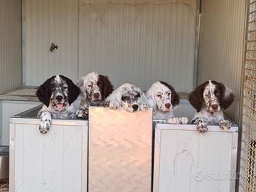 Cuccioli di Setter Inglese