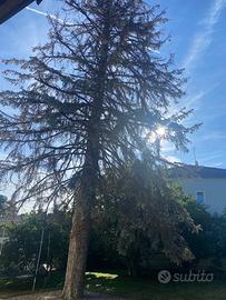 legna ricavata da un cipresso di circa 20 me
