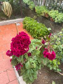 Celosia