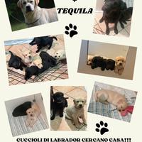 Cuccioli di Labrador