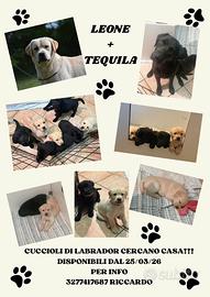 Cuccioli di Labrador