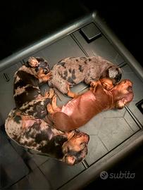 Cuccioli di bassotto nano