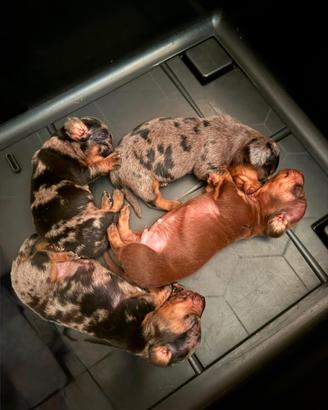 Cuccioli di bassotto nano
