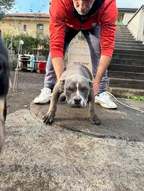 American bully abkc