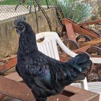 Gallo Cemani giovane