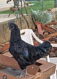 Gallo Cemani giovane