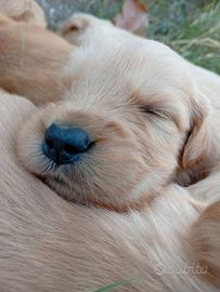 Cuccioli Golden retriever americano
