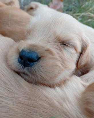 Cuccioli Golden retriever americano