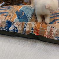 Cuccioli di gattini scottish straight e fold