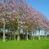 alberi di paulownia