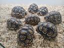 tartarughe-di-terra-stigmochelys-pardalis