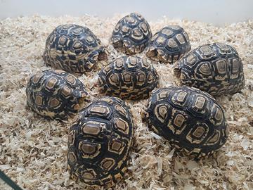 Tartarughe di terra stigmochelys pardalis