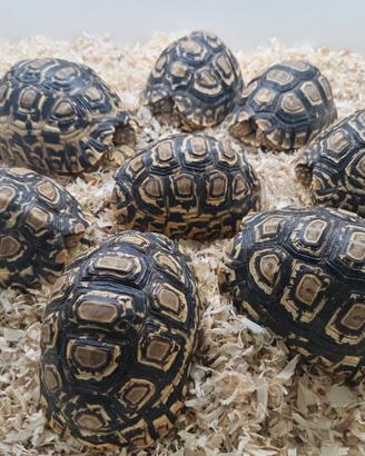 Tartarughe di terra stigmochelys pardalis