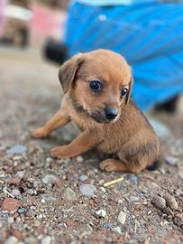 Cuccioli taglia piccola