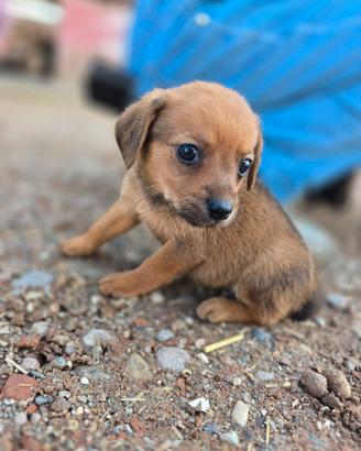 Cuccioli taglia piccola