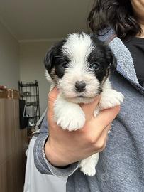 Cuccioli Jack Russell