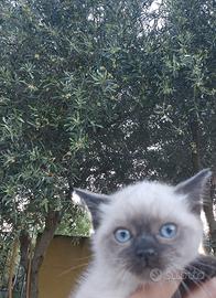 Gattini siamesi okki azzurri