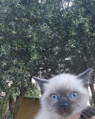 Gattini siamesi okki azzurri