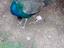 Immagine 2