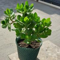Piante grasse – Albero di Giada (Crassula ovata)