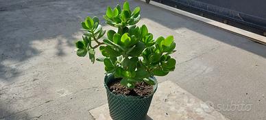 Piante grasse – Albero di Giada (Crassula ovata)