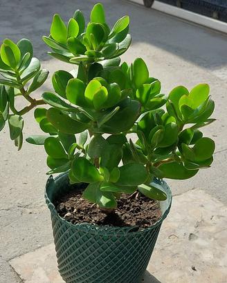 Piante grasse – Albero di Giada (Crassula ovata)