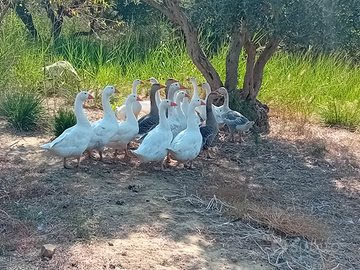 Oche galline conigli materiale fecondo