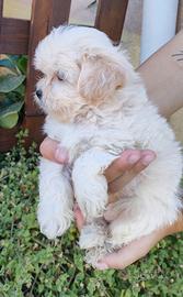 Cuccioli di maltipoo