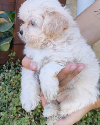 Cuccioli di maltipoo