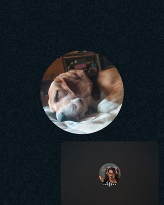 Beagle per Accompiamento