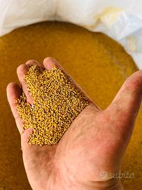 Seme di Trifoglio Alessandrino