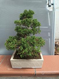 Bonsai di Ginepro