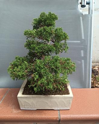 Bonsai di Ginepro