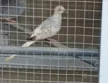 Tortora diamantina femmina