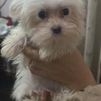 Cucciola maltese