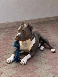 Amstaff Maschio (American Staffordshire terrier)