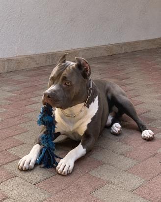 Amstaff Maschio (American Staffordshire terrier)