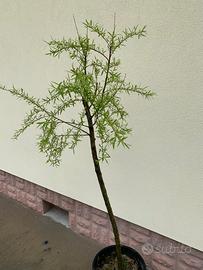 Pianta salice piangente