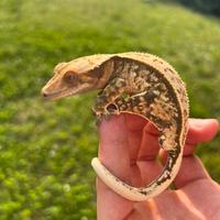 Geco Ciliatus baby tricolor