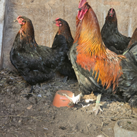 Galline marans e piccioni texani