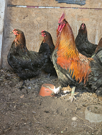 Galline marans e piccioni texani