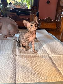 Gatti SPHYNX
