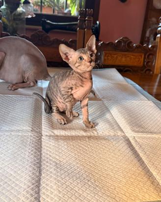 Gatti SPHYNX