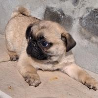 Cucciolo di carlino maschio