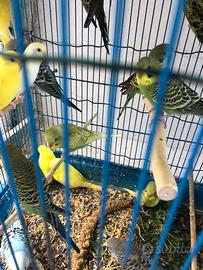 Coppie di Coccorite di 60 gg. Tutti i colori